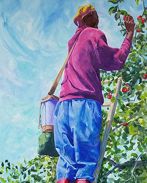 Peaches Picking Apples
